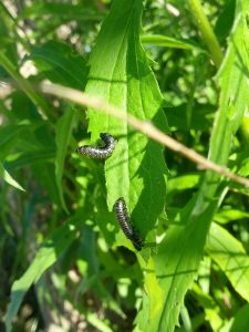 These larvae will grow into Skeletonizing Leaf Beetles.