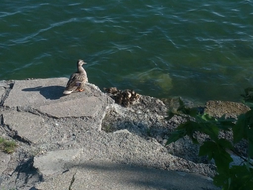 A mallard duck takes her brood of ducklings on an excursion.