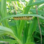 A monarch butterfly caterpillar clings to the underside of a goldenrod leaf.