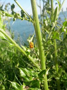 This ladybug is growing out of its pupa.