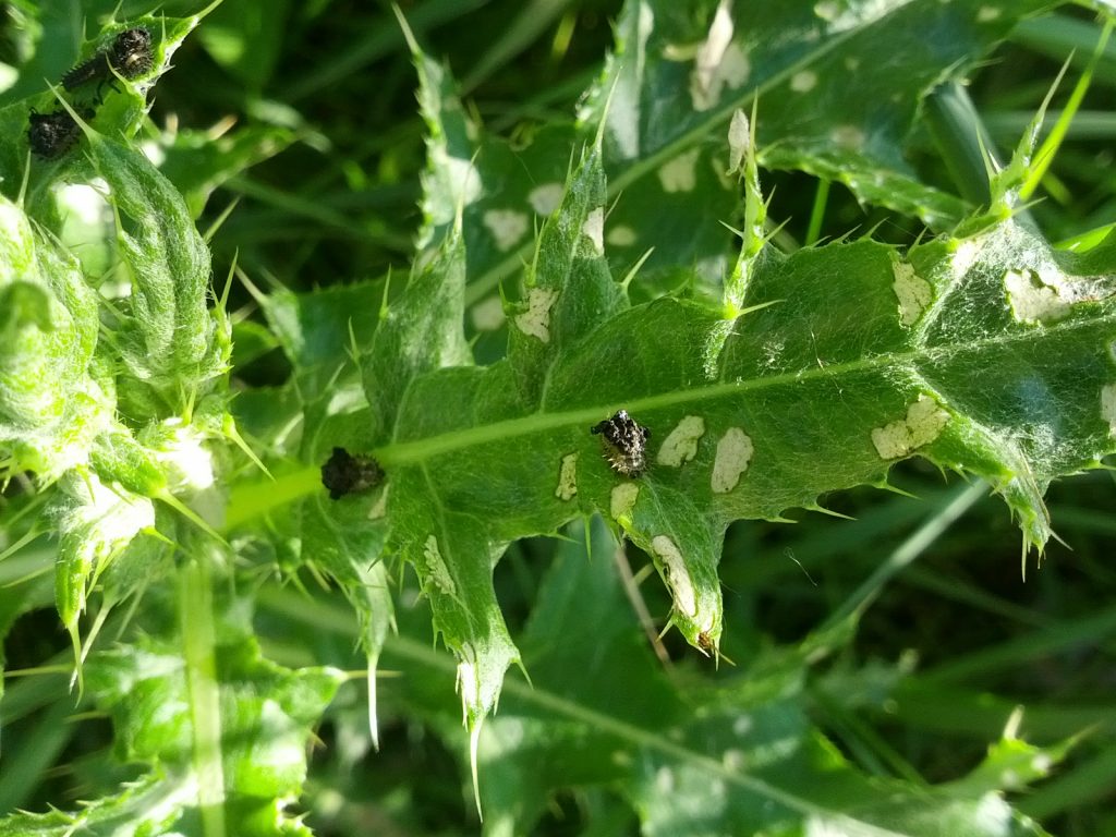 Tortoise beetle larvae carry around their excrement as disguise.