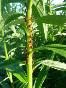 Red goldenrod aphids cling to their host plant.