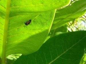 One of the baby ladybug's many forms.