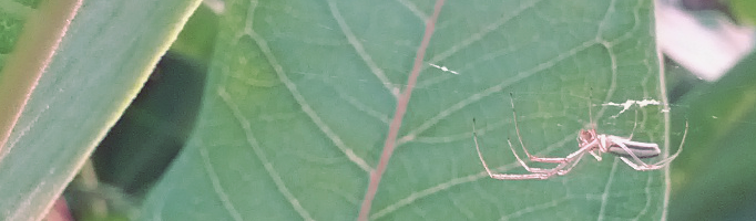 Long-jawed orbweaver