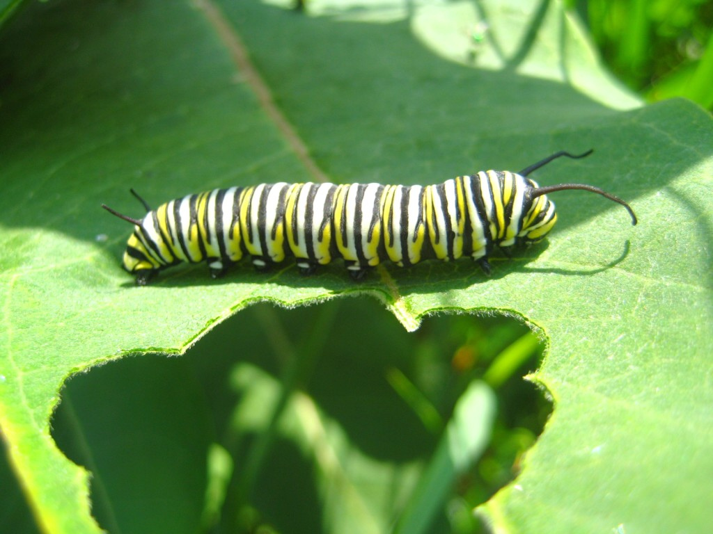 caterpillar.jpg – Neville Park