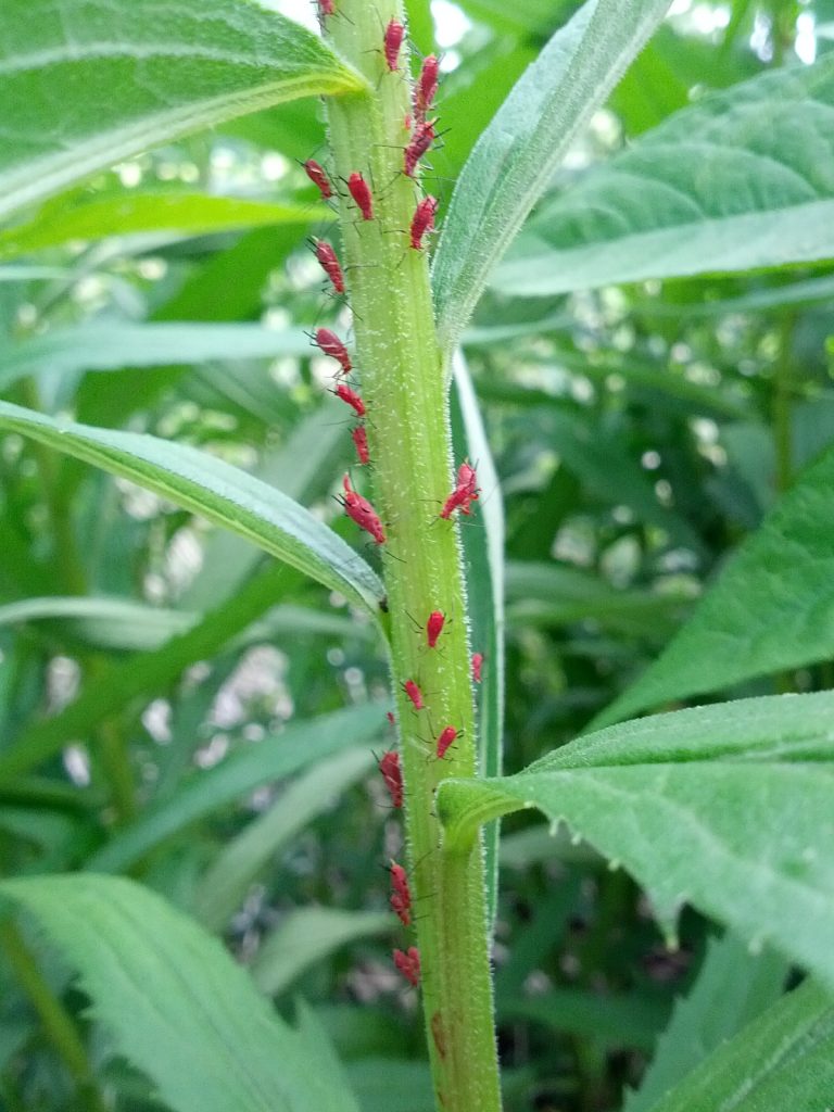 Aphids on a goldenrod stem