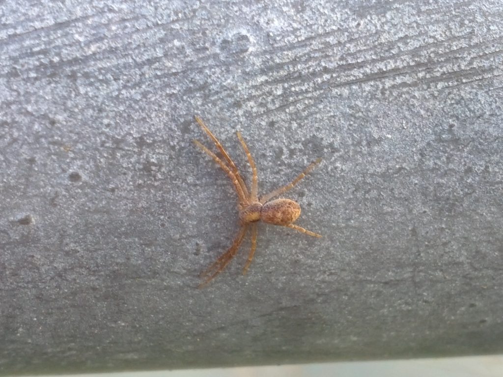 A brownish spider on a steel rail.