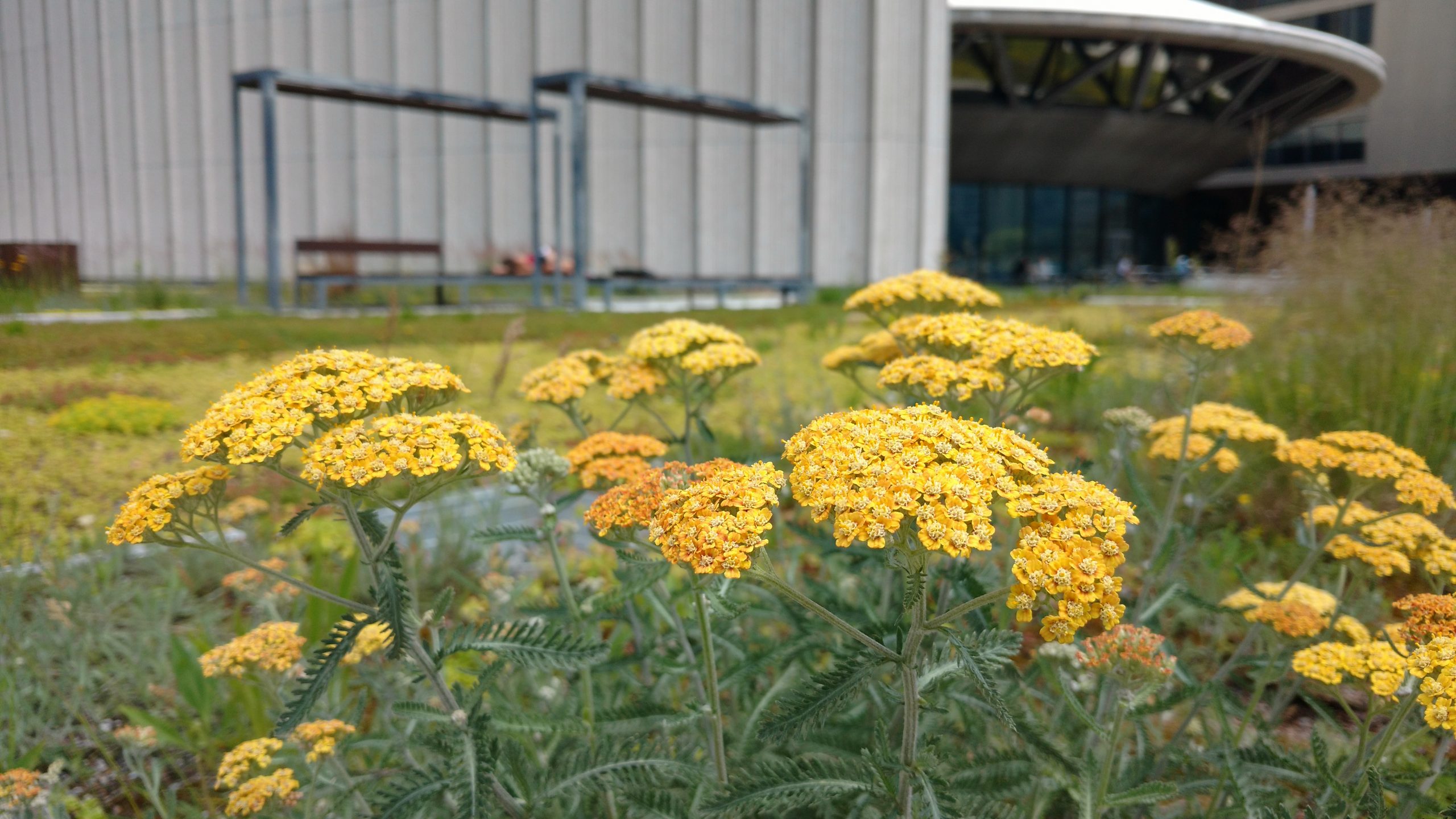 Yellow yarrow flowers on the City Hall green roof