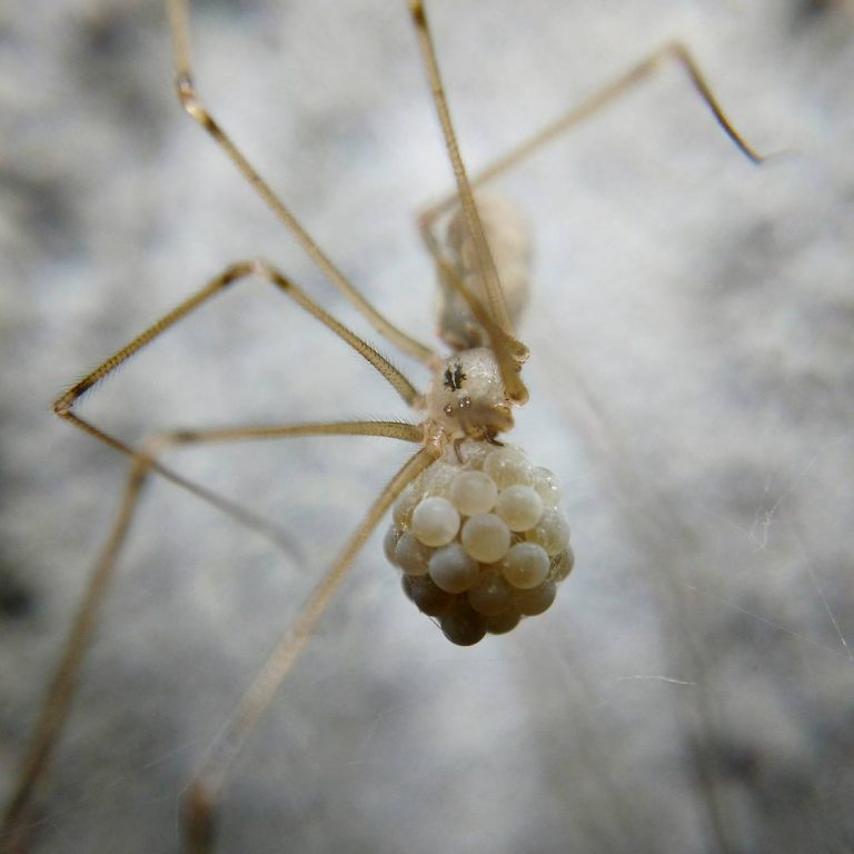 cellar-spider-with-eggs-neville-park