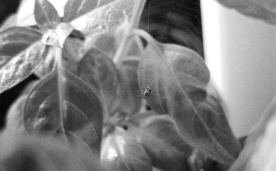 Black-and-white photo of a spiderling in a web.