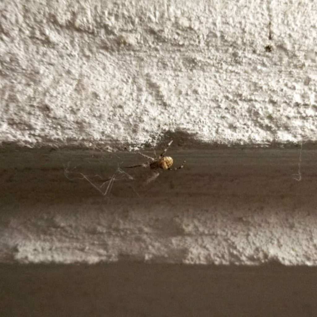Small spider climbing along the outside of a building
