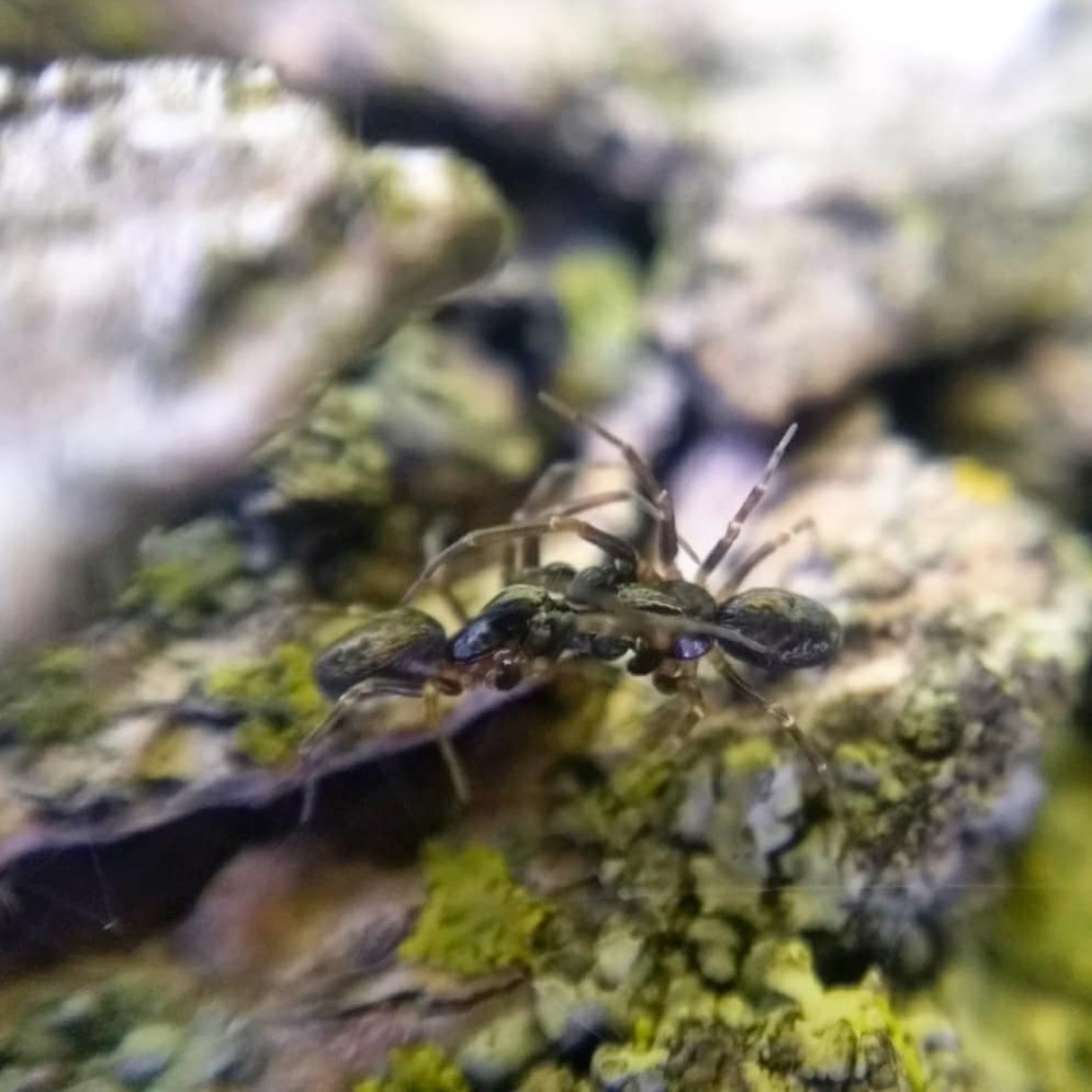 Two small, ant-like mesh-web weavers fighting on a tree trunk