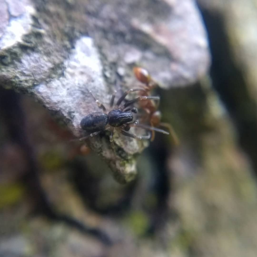 An ant-like mesh-web weaver fights a somewhat larger reddish ant on bark.