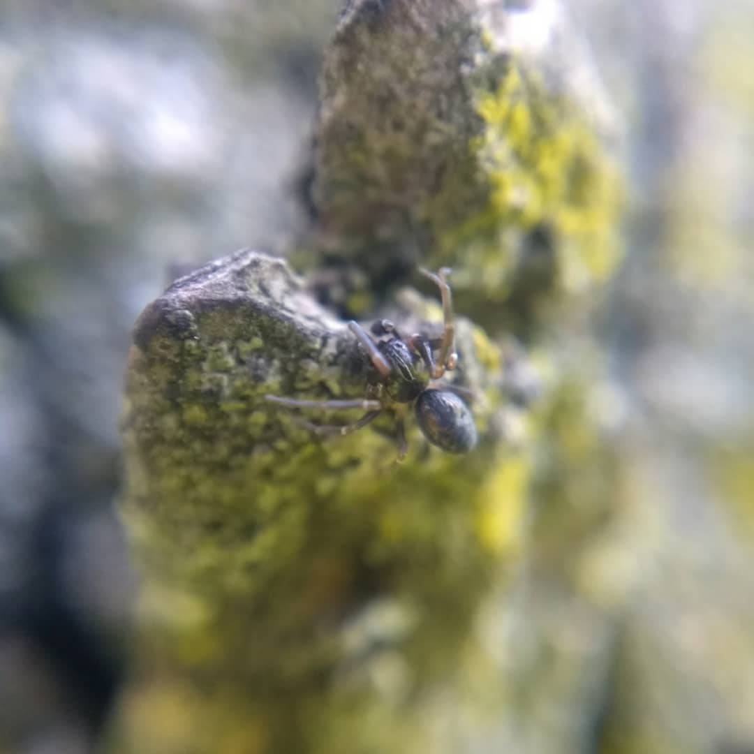 The other male dictynid hiding behind an outcrop of bark