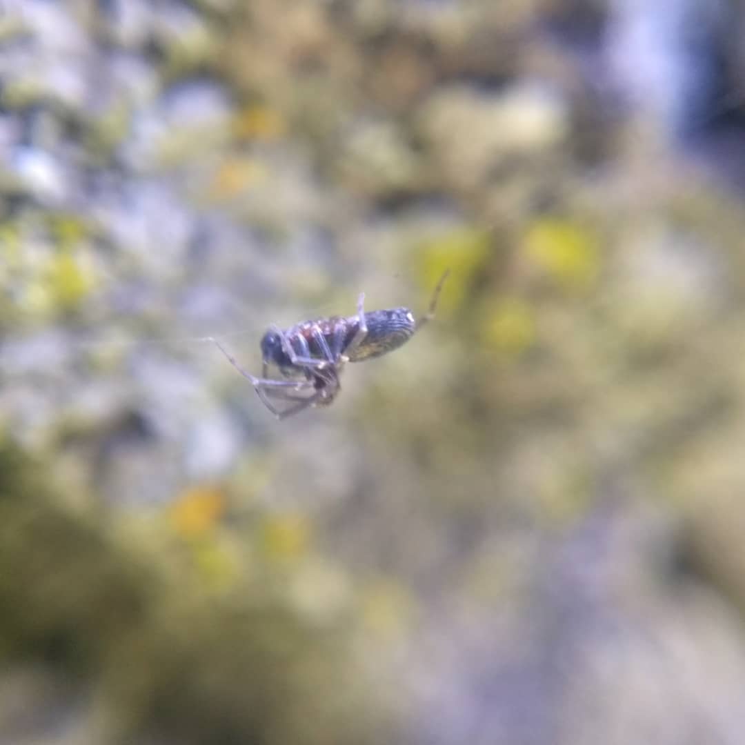 Dictynid hanging between two bark outcrops on a silk line