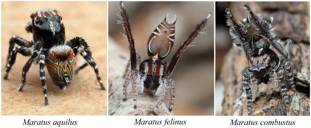 Photos of three newly described peacock jumping spiders.
