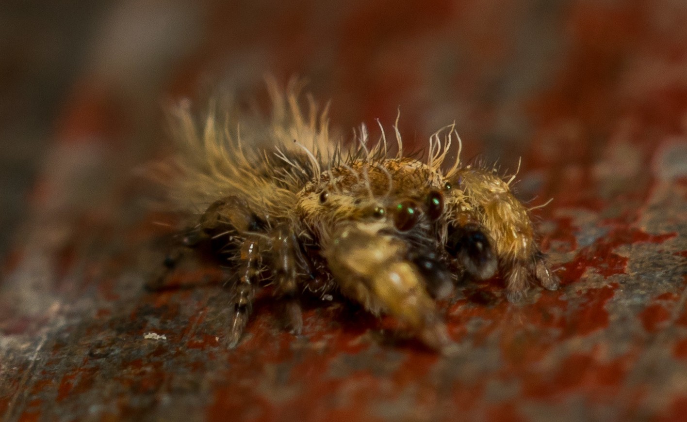 Macro shot of Uroballus carlei, a caterpillar-mimicking jumping spider.
