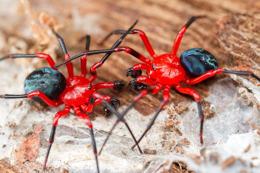 Two red-and-black spiders