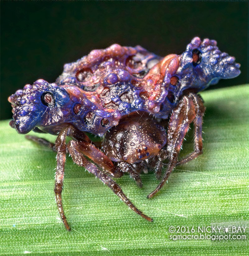 A purple-tinged Pasilobus dung crab spider