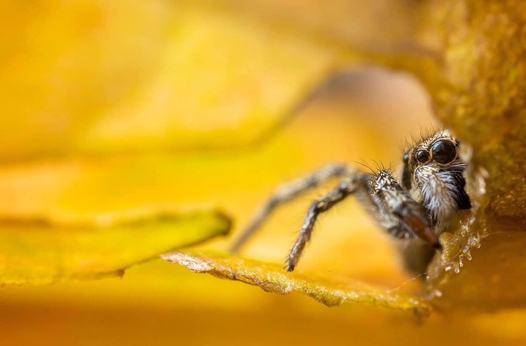 A jumping spider peeks out from behind a yellow leaf.