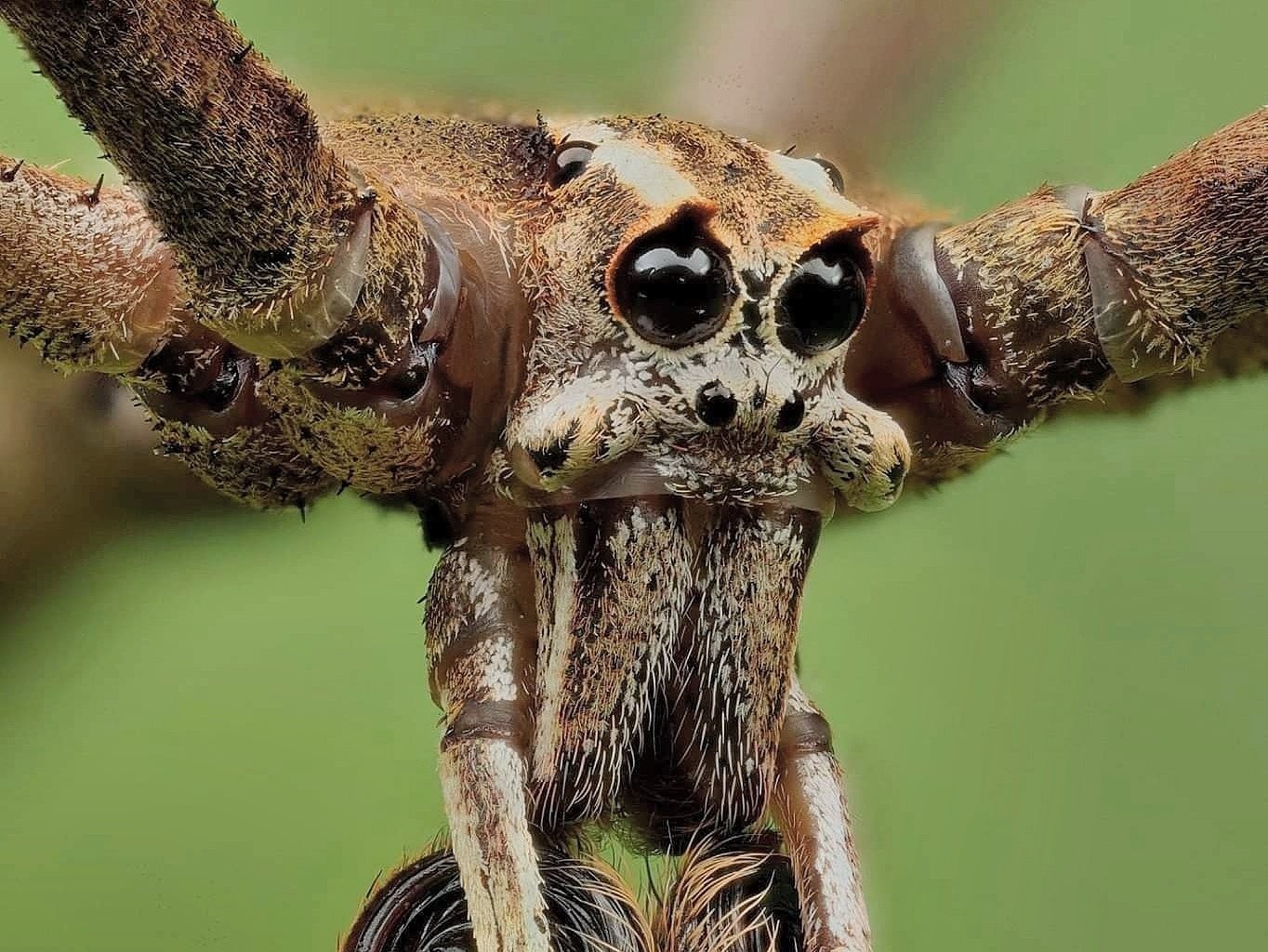 Close-up of a male ogre spider's ghoulish face