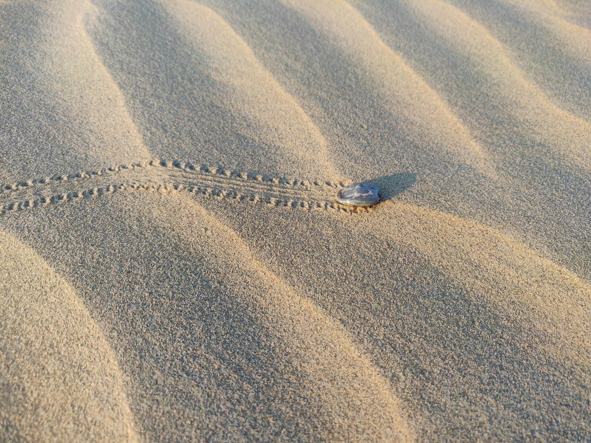 Tick crossing sand dunes