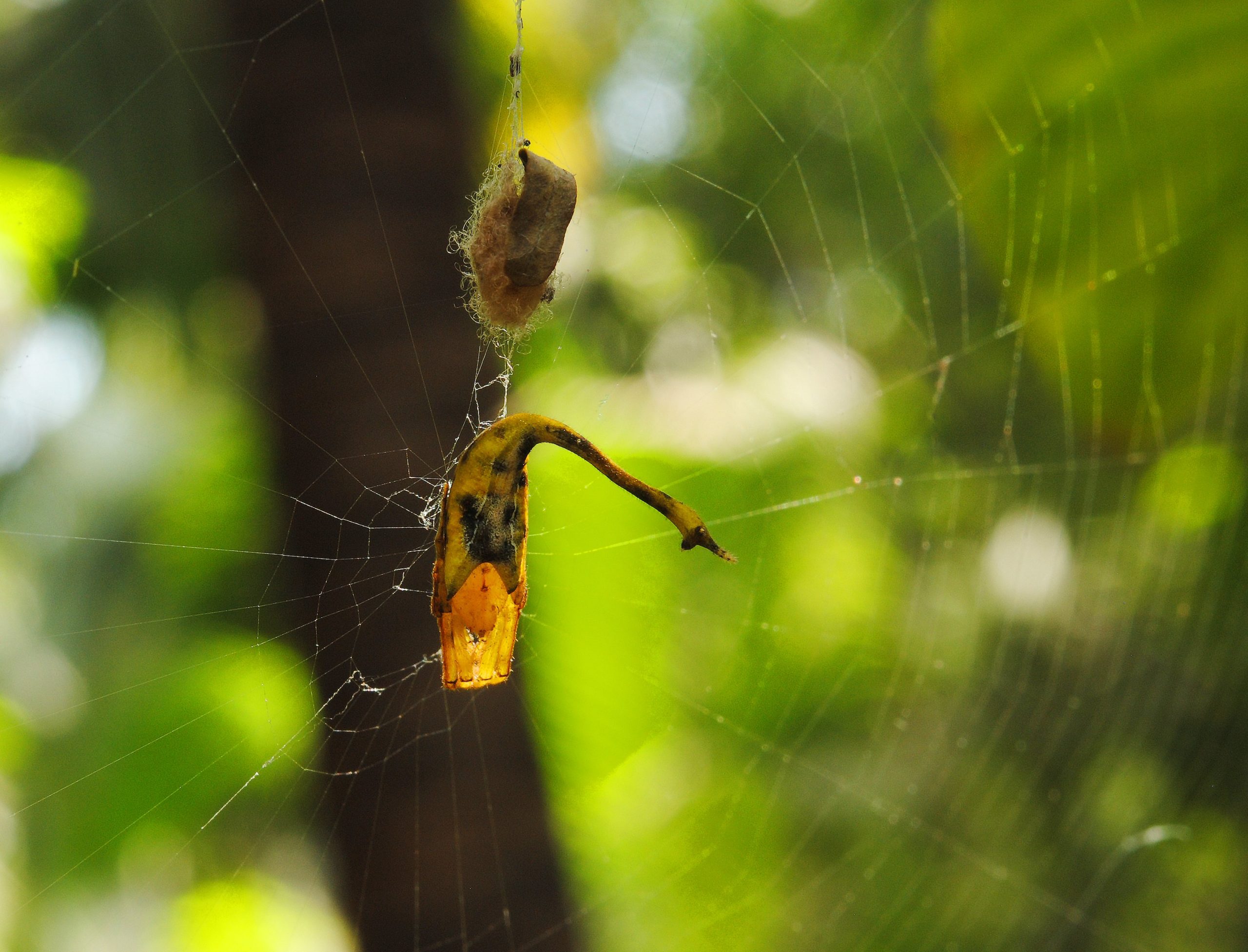 A yellow orbweaver in her web under an egg sac