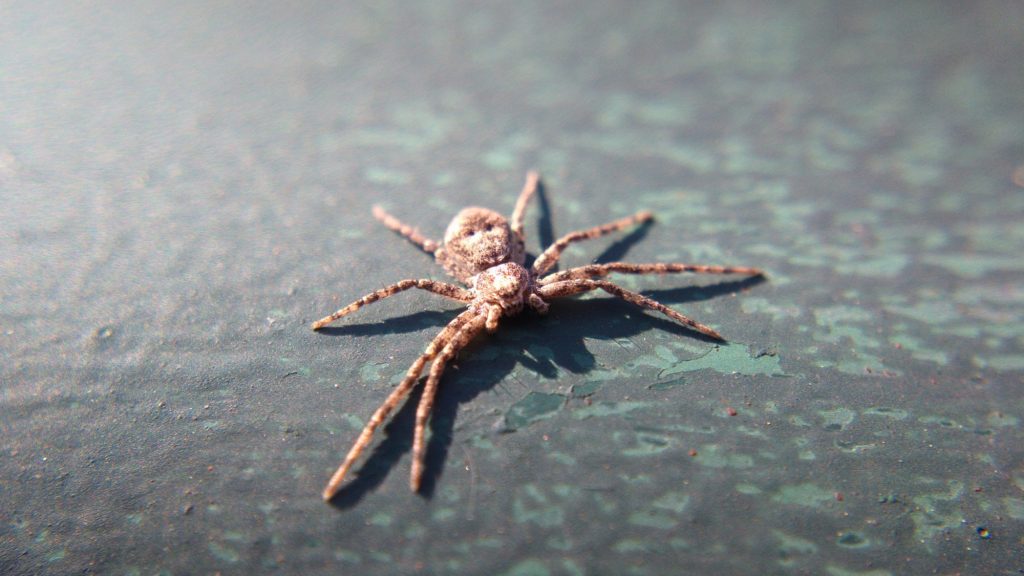 Running crab spider lying flat on a railing