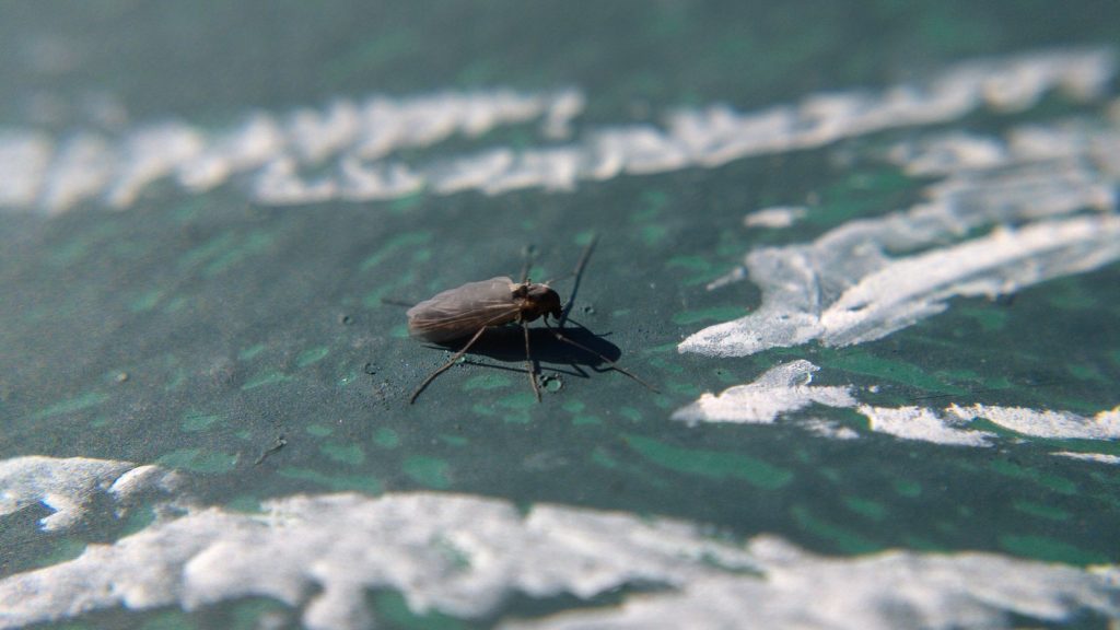 A chironomid on a railing