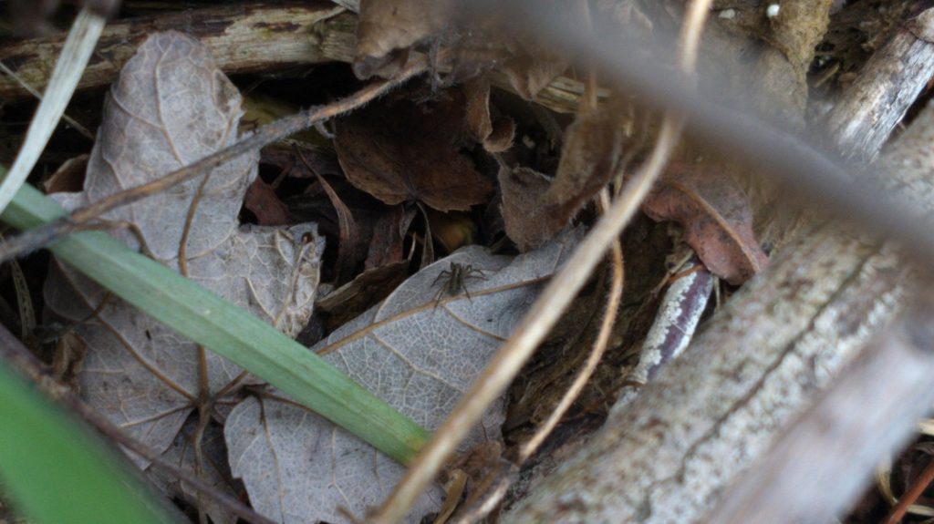 Blurry photo of small wolf spider