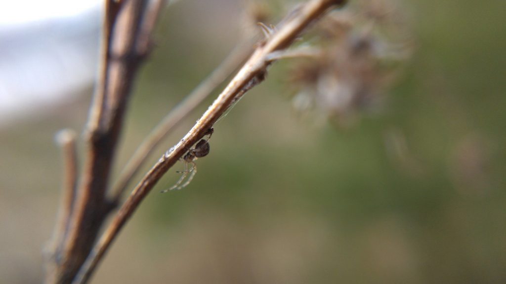 Small tetragnathid on plant stem