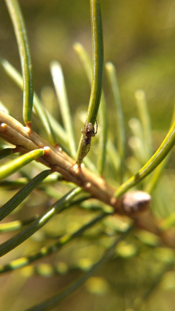 Tetragnathid on spruce needles