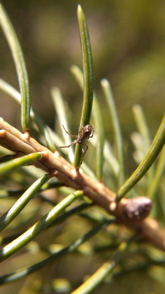 Tetragnathid on spruce needles