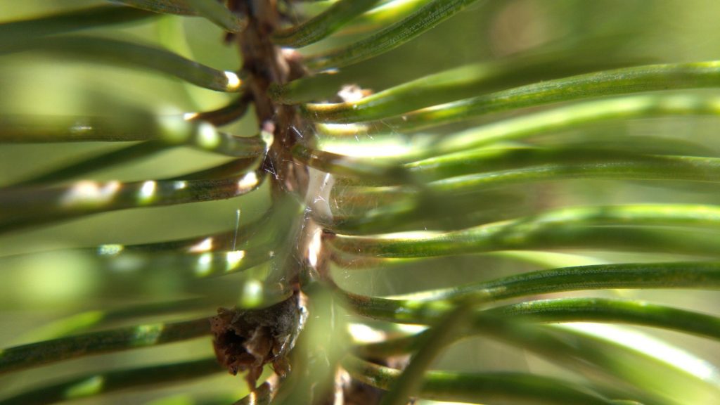 An empty silk retreat visible through spruce needles