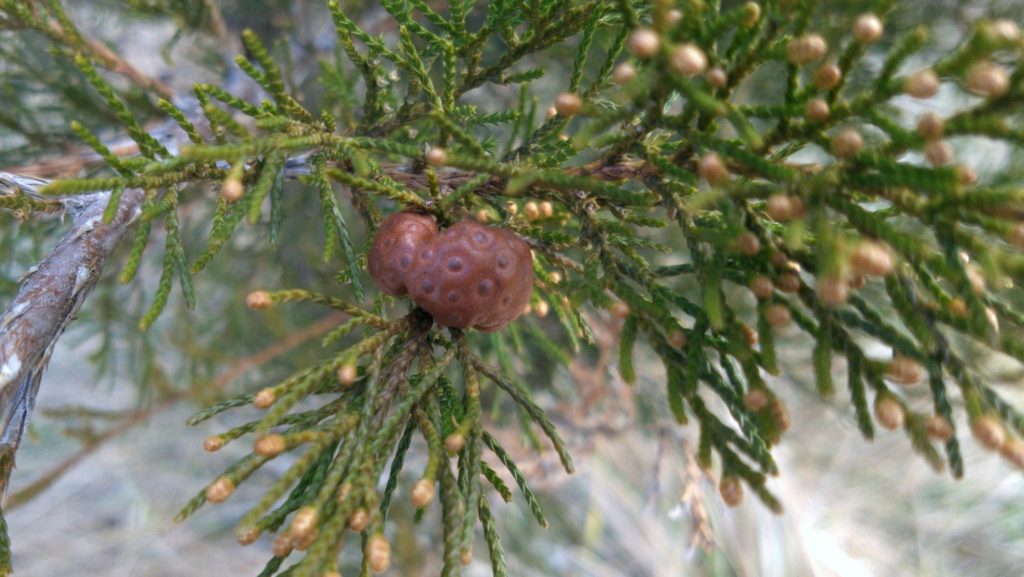 A round brown gall in a cedar-ish tree