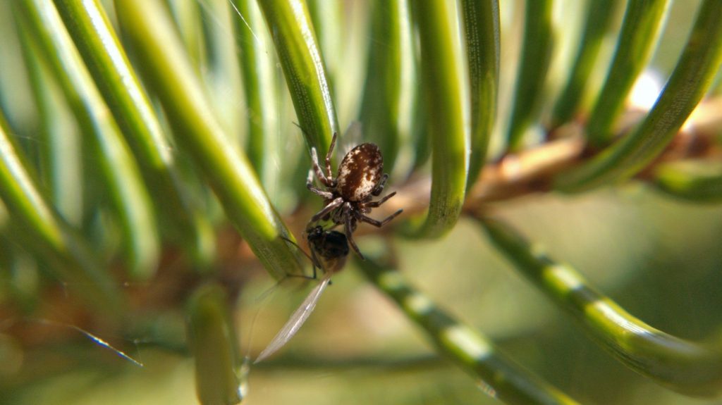 A dark brown and white mesh-web weaver with a midge