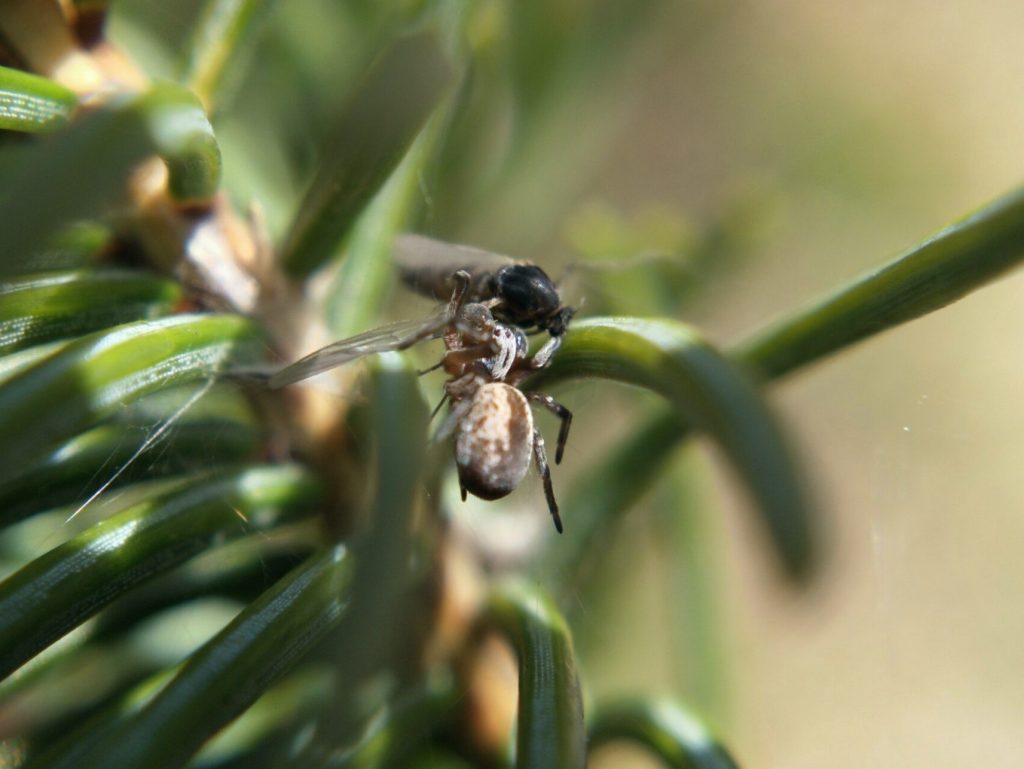 A dark brown and white mesh-web weaver holding a midge