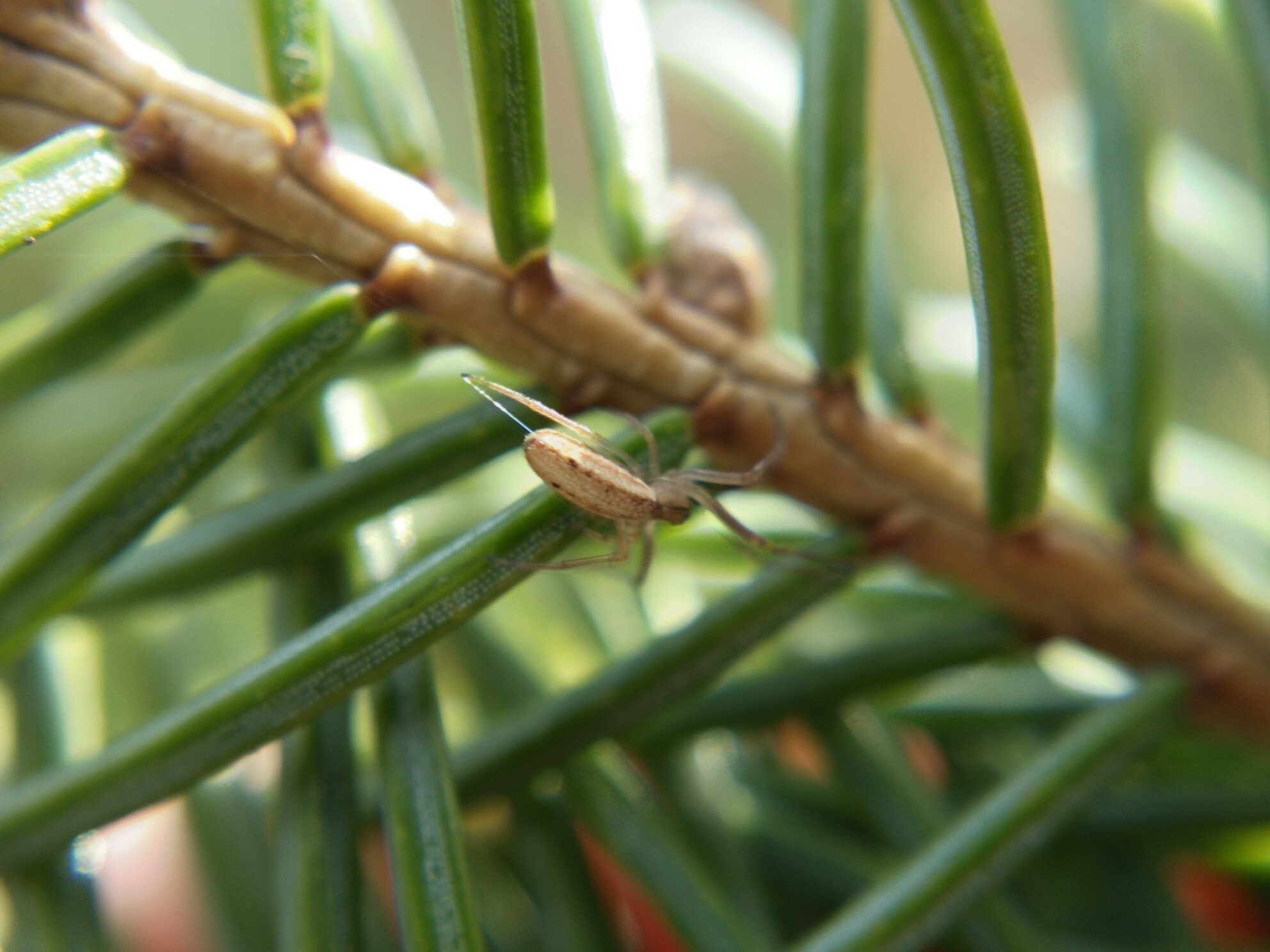 A tetragnathid drawing out silk with its leg