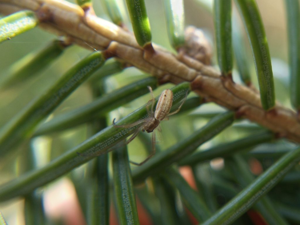 Lightly striped long-jawed orbweaver