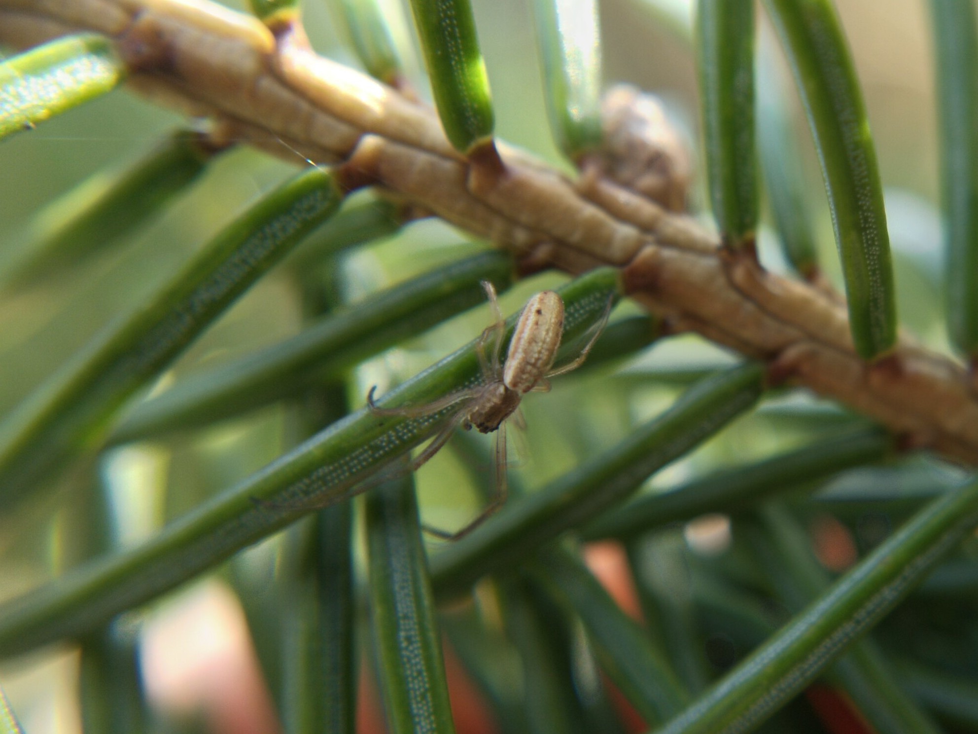 Lightly striped long-jawed orbweaver