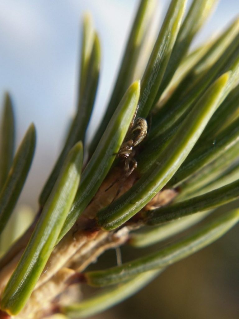 A small tetragnathid in the very tip of a spruce branch