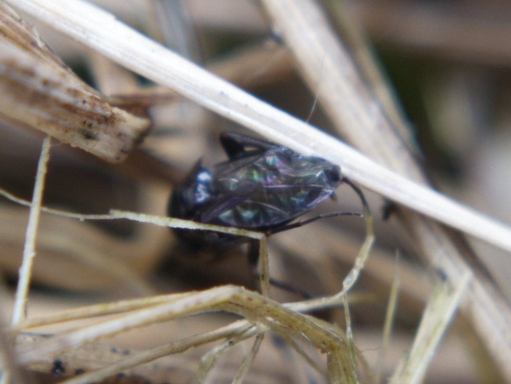 Blurry macro photo of mystery bug