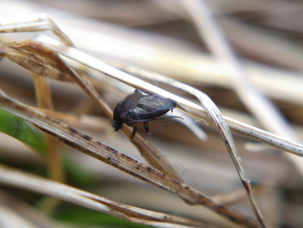 A dark-coloured, winged insect