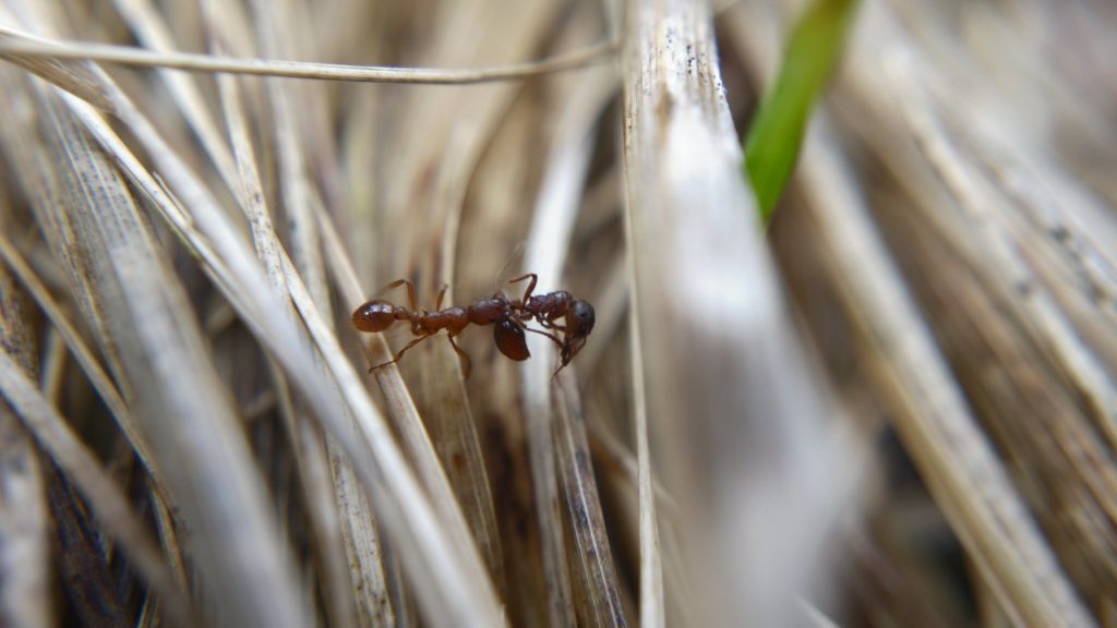 A red-brown ant carrying a dead ant across dead grass