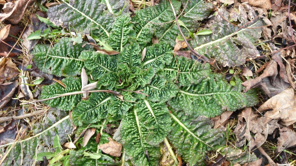 A low green leafy plant