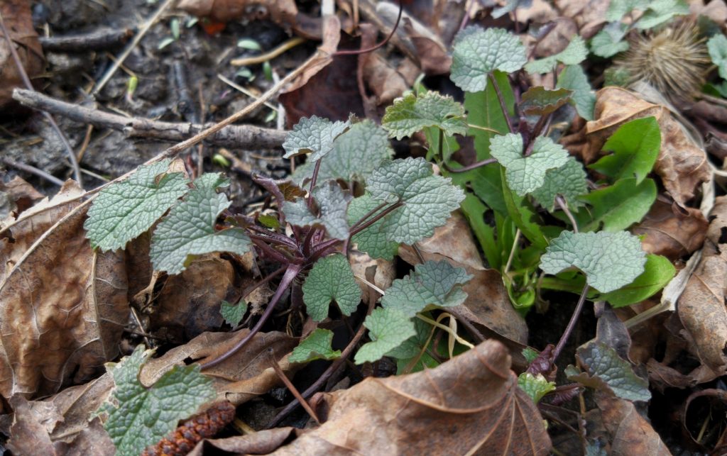 Small green shoots of some plant poking up through dead leaves