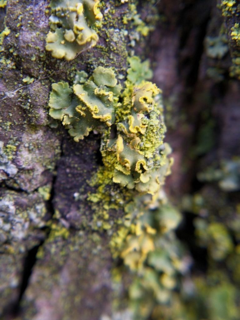 Green and yellow lichen on a tree