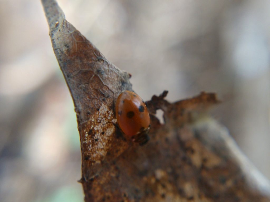 Ladybug on a dead leaf