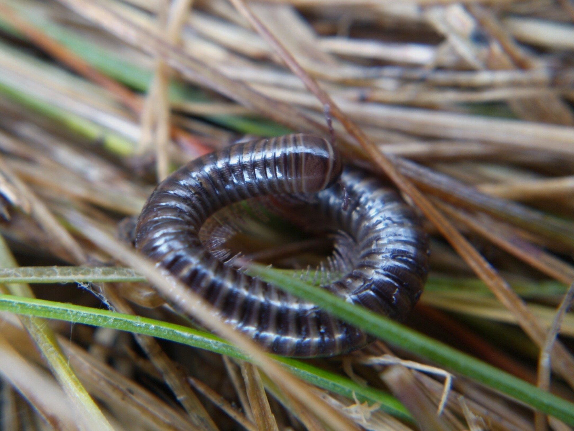 Small millipede curled in a loop
