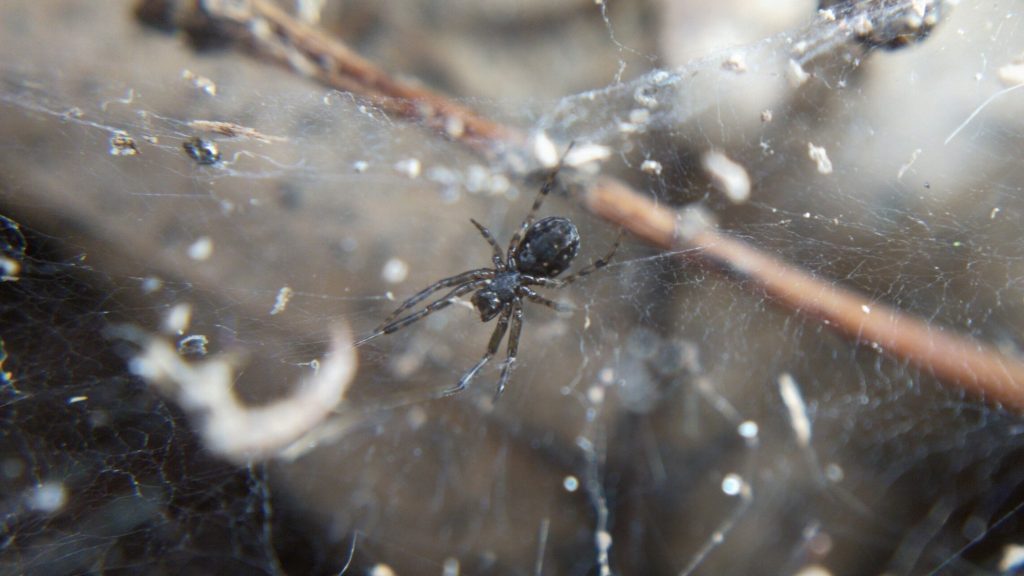 A sheet-web weaver hanging upside down in her web